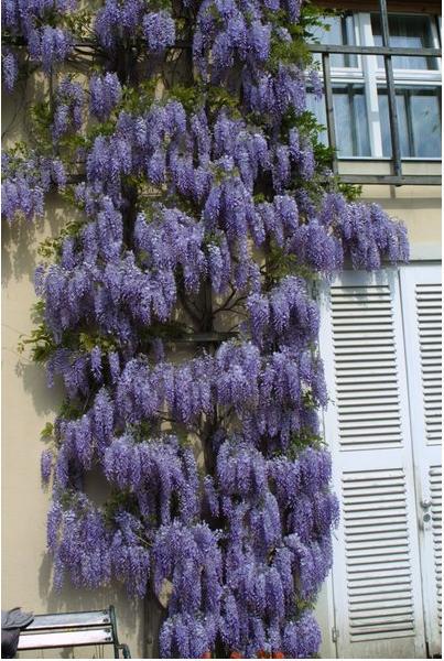 丰花紫藤 wisteria sinensis "prolific"