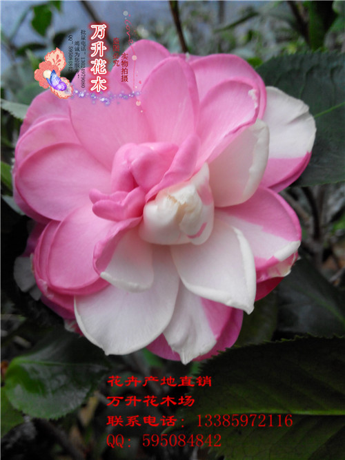 新品种稀有珍贵茶花 诗梦茶花 花复色 花叶共赏3枝条高30-40cm
