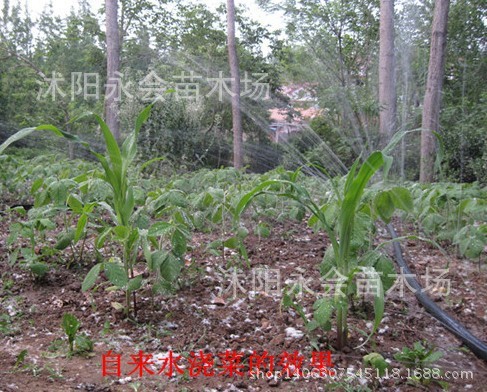 农用灌溉 黑色水管 浇水管 水泵出水 浇花浇地 