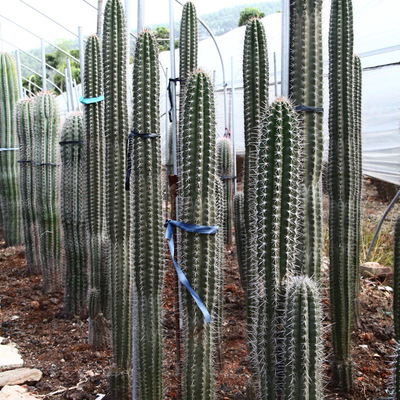 银刚柱 1米仙人柱 超大型沙生植物 沙漠景观植物 室外仙人掌造景