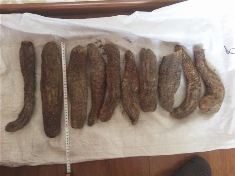 疆骏荟 新疆特产大芸 原状野生肉苁蓉 补*壮阳中药材