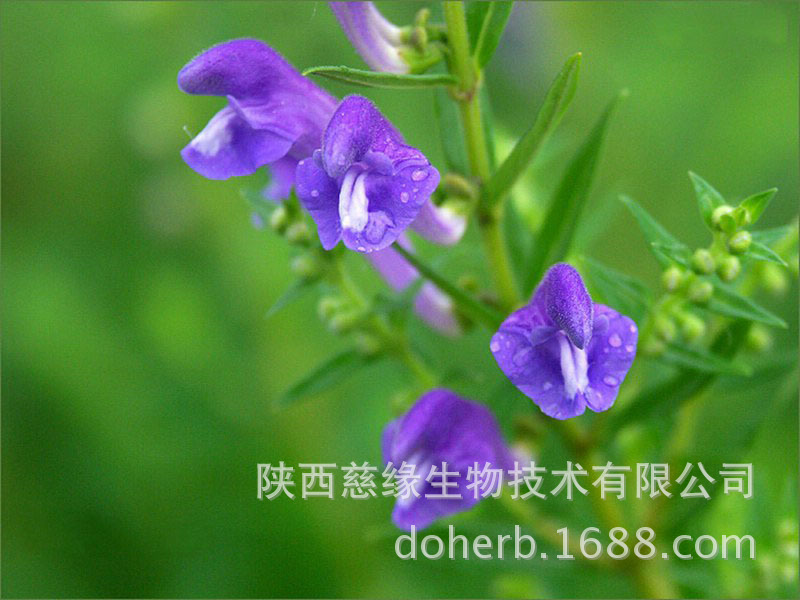 黄芩甙90黄芩苷