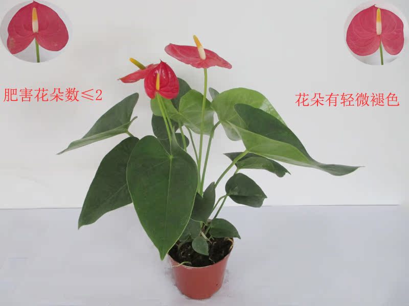 批发观花植物适合办公室商务环境绿化布置(a120)骄阳红掌