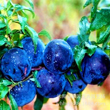 Friar cây giống bán buôn cây ăn quả mận Cây giống cây Plum cơ sở phù hợp với hướng bắc và nam trực tiếp Cây ăn quả