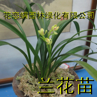 根系最发达的兰花苗  font color=red>墨兰 /font>苗 四季大青 一年可