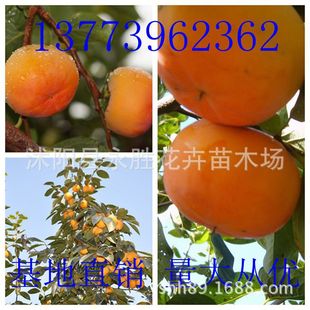 供应日本甜柿不用脱涩的柿子早秋甜柿富有甜柿次郎甜柿黑涩柿