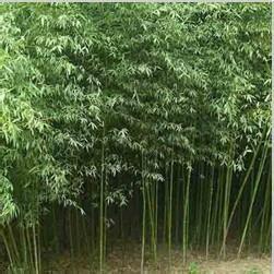 竹类植物 鸿丰园艺大量供应佛肚竹,罗汉竹等竹类植物 供应台湾麻竹苗