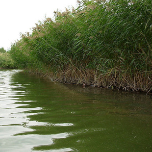 水生芦苇 水体绿化 水生植物 绿化苗芦苇 量大优惠