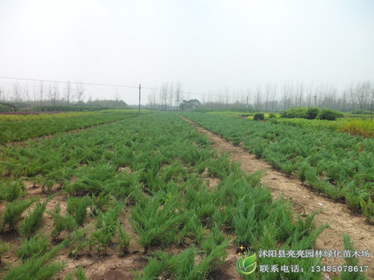 供应沙地柏,叉子圆柏,新疆圆柏,铺地柏