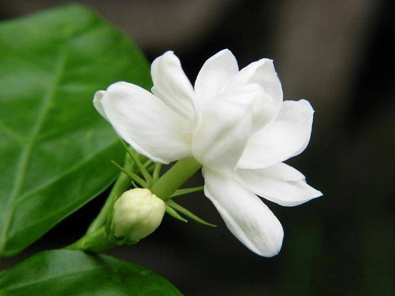 一级小花茉莉精油(法国进口,1kg起订,提供进口报关单,coa)