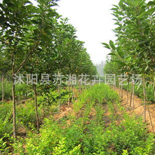 供应小叶黄杨批发 护坡绿化 株高30-80cm 规格齐全 量大价格优惠