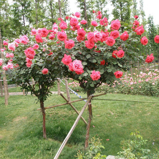 【苏湘花卉】树状月季 月季树玫瑰树 批发月季苗 各种规格