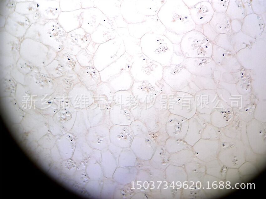 荧光切片 马铃薯块茎 荧光显微镜专用切片 植物类