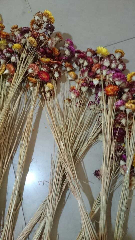 [麦秆菊]云南 天然干花 真花田园餐桌 七彩真菊/蜡菊/麦秆菊 多色