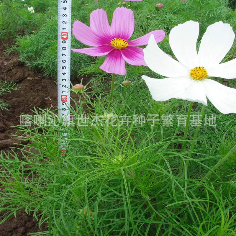 格桑花种子 矮株波斯菊 盆栽格桑花 波斯菊 优质格桑花