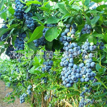 cây Blueberry Blueberry cây Bắc và Nam chất lượng cao quả việt quất cây giống cây ăn quả thỏ mắt với dinh dưỡng lô hàng bát sống cao Cây ăn quả