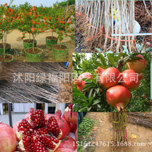 cây lựu quả chậu cây giống cây trồng sân cây bán buôn lựu trồng khi kết quả của miền Bắc Nam Cây ăn quả
