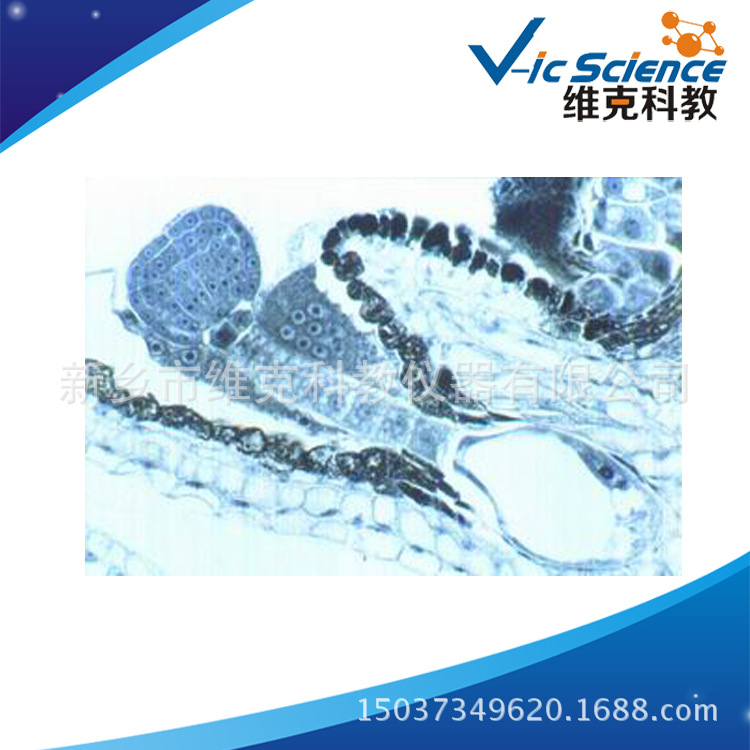 荠菜幼胚切 生物切片 植物生物学类 高中学生物玻片 显微镜用