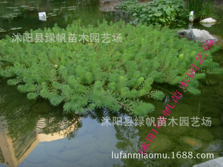 粉绿狐尾藻 狐尾藻 聚草 水体净化 湿地绿化 沉水植物 水草