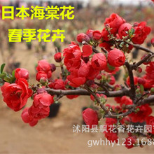 Nhật Bản Begonia cây Begonia hoa Begonia hoa Begonia cây Begonia bonsai cây trong chậu Cây bụi Arbor