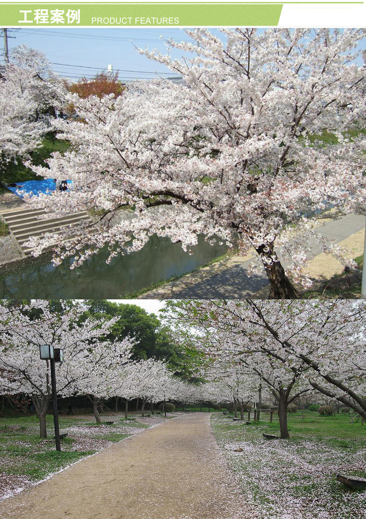 现货热卖落叶性樱花树 2.5-3m株高樱花树 各种樱花树品种价格