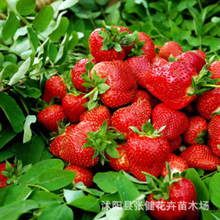 日本红颜草莓幼苗 批发草莓 直销草莓苗 草莓小苗 包成活 结果早