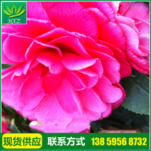 Nhà sản xuất cung cấp đặc biệt Cây trà hoa Chidan Cây giống hoa trà đen lớn Cây giống hoa trà nhiều màu cao cấp Cây giống
