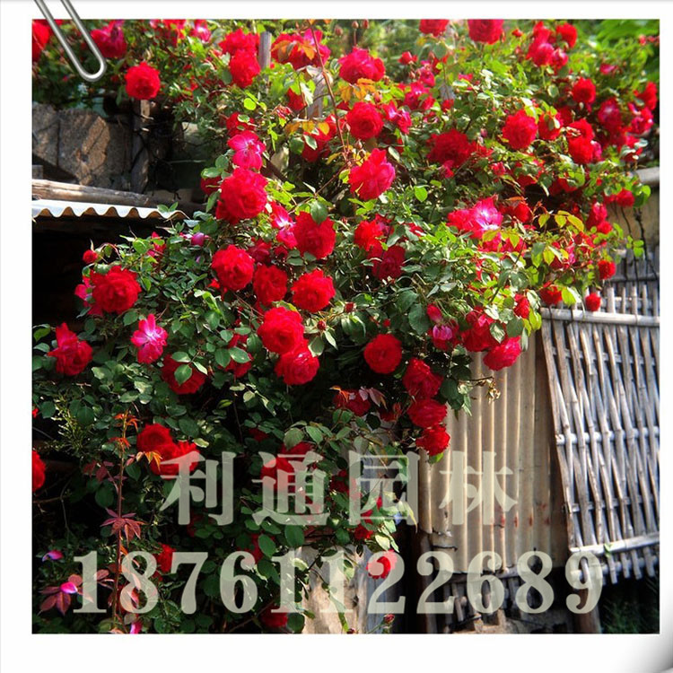 供应各种规格的月季 爬墙月季 多品种月季 藤蔓植物 爬藤月季花图片