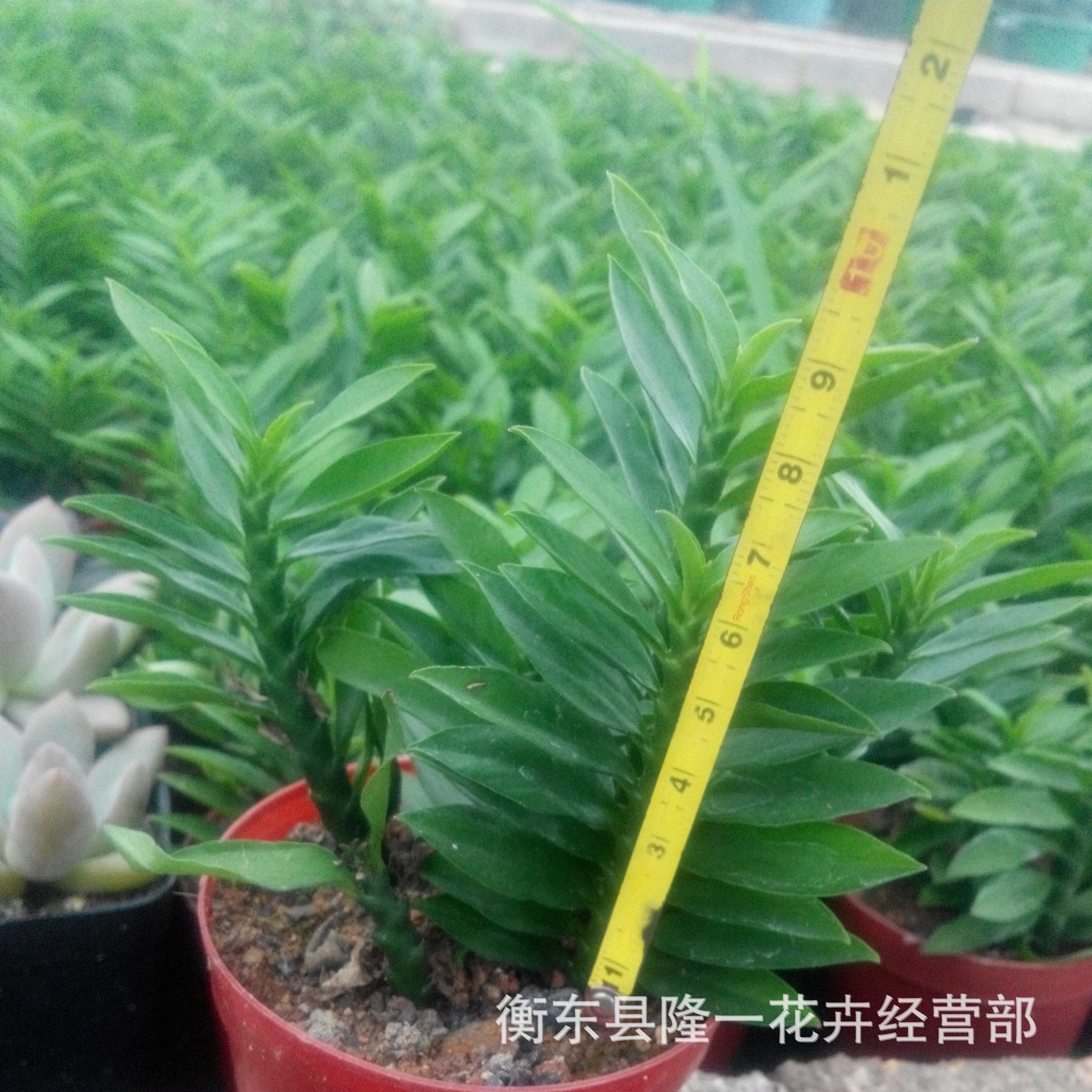 多肉植物批发 玉蜻蜓 一盆3棵 一年四季青翠 多肉大棚产地直销