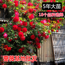 Four Seasons tăng cây giống cây giống 5 năm để dành Climbing hoa hồng trong chậu cây cây giống hoa hồng hoa hồng Hoa và hoa