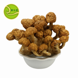 食用菌特产福建翼生源滑子菇 滑菇珍珠菇250克低价批发