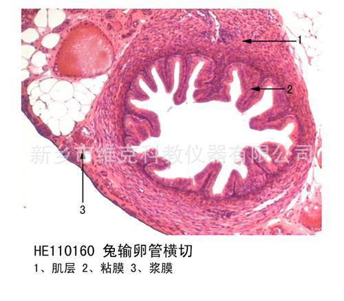 兔子宫整体切片 生物切片 组织学与胚胎学 生殖系统 显微镜玻片