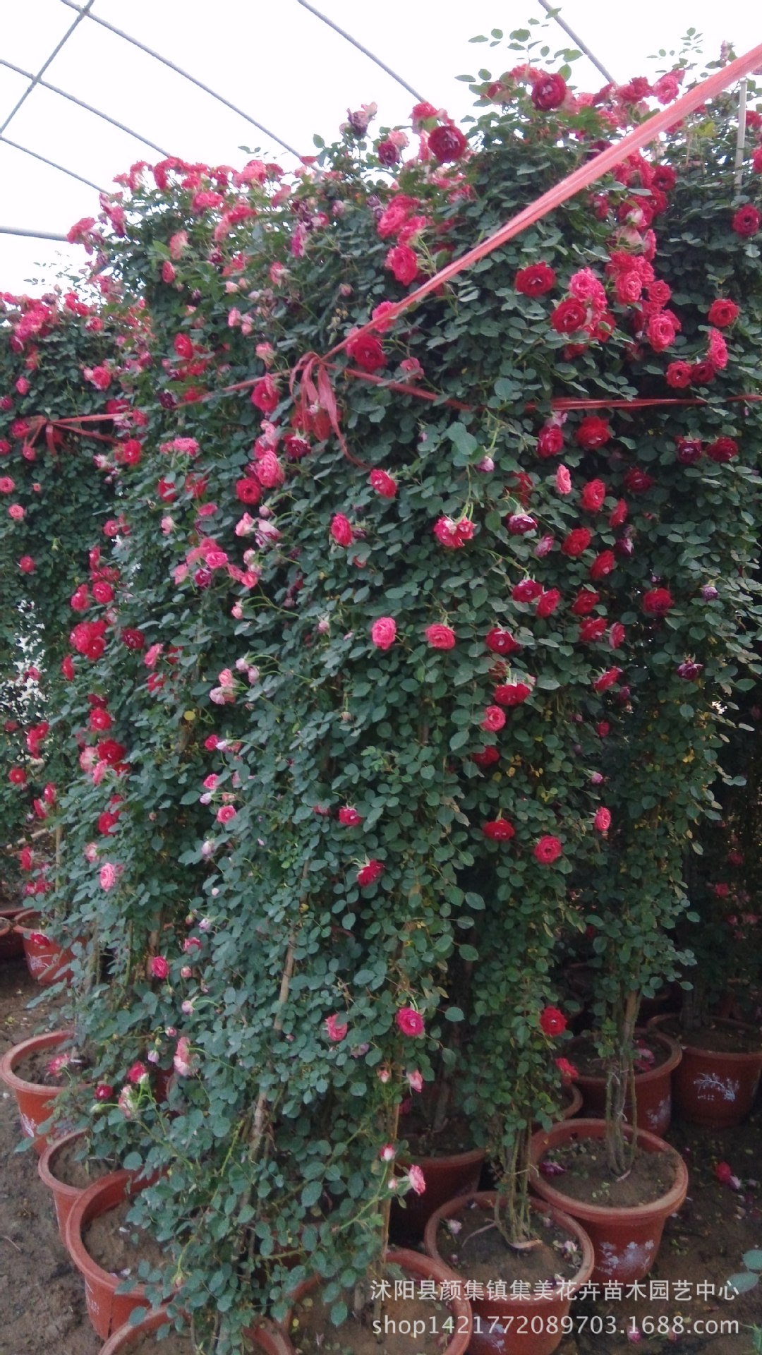 藤本月季是蔷薇科优选品种,花期长达6-8个月,花朵硕大繁多,是高档绿化