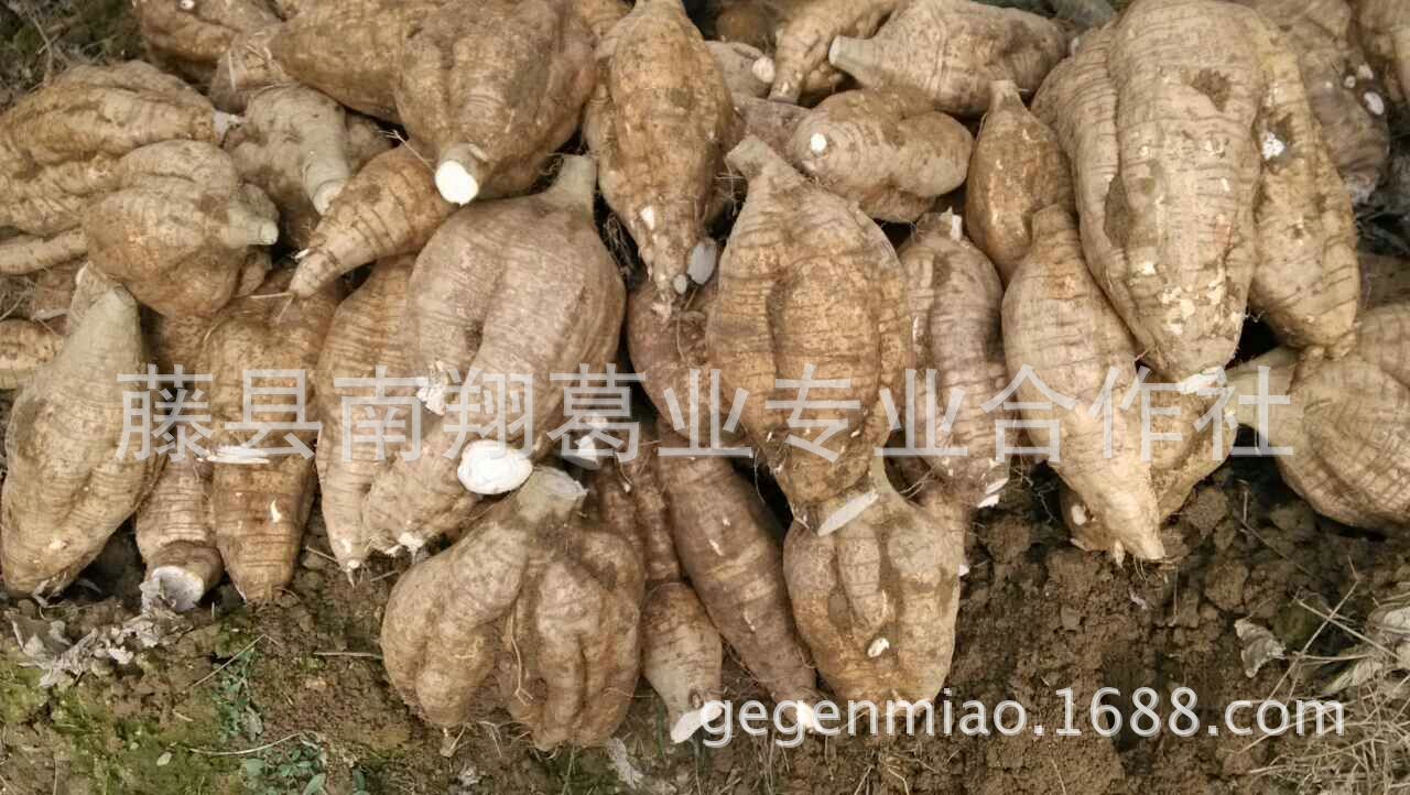供应四川阿坝自治州农村专用的葛根种苗/粉葛种苗18278027808