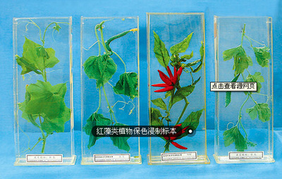 供应红藻类植物保色浸制标本