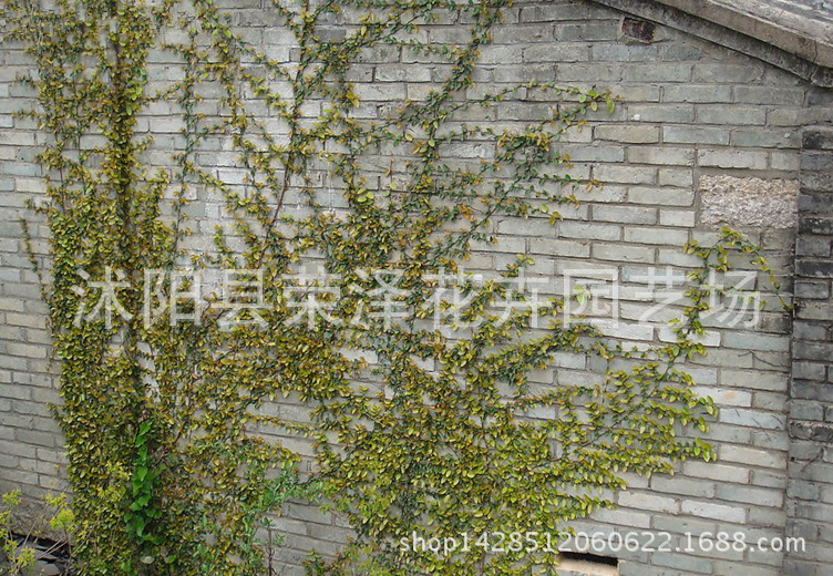 大量出售爬藤爬山虎 小叶爬山虎 耐寒耐旱爬山虎 适合图片