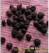 批发盆景种子:散尾葵种子,凤尾葵种子,鱼尾葵种子,苏铁种子等