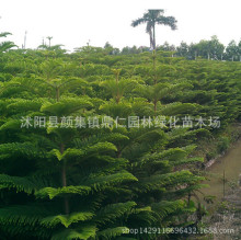 基地供应南洋杉 工程绿化苗木 大小规格齐全 低价批发
