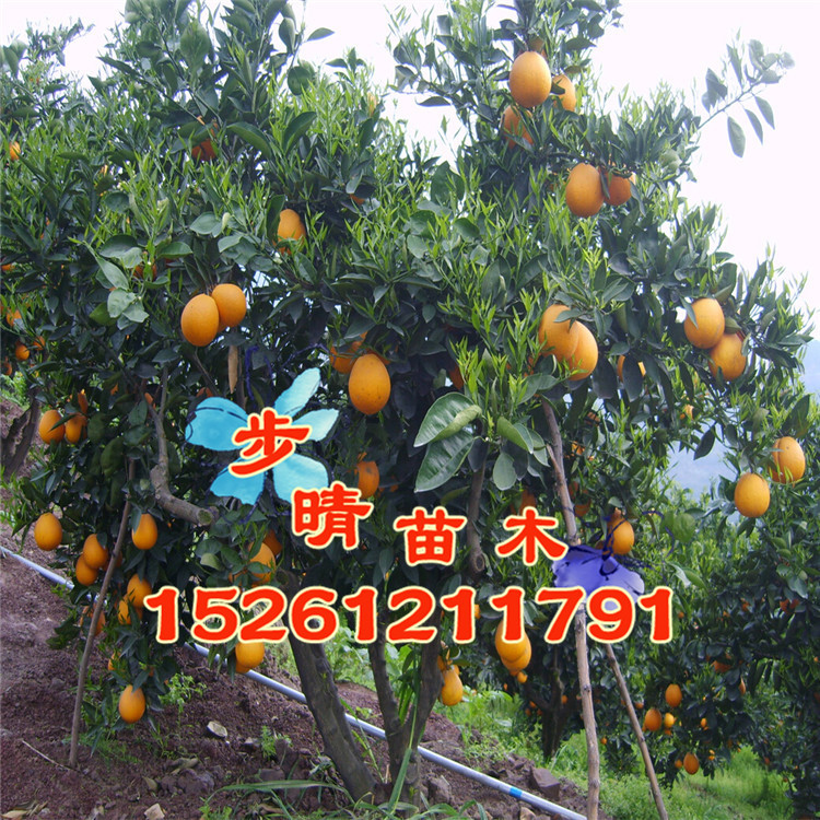 【可盆栽 香橙果树苗批发 挂果多 当年结果 橙子