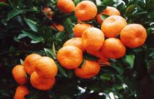 【广西橘子】广西橘子价格\/图片_广西橘子批发