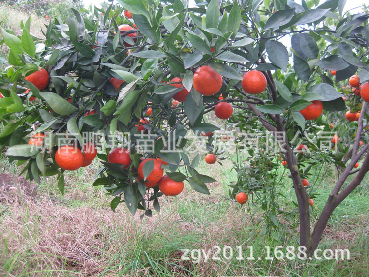 湖南果苗 果树苗木 桔子树苗-世纪红 台湾品种