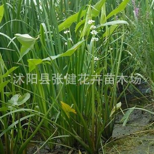 水生植物 慈菇 慈姑燕尾 也可以盆栽 水培植物 净化水质