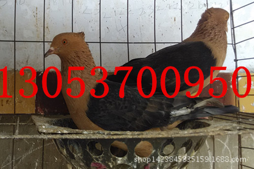 俄罗斯凤尾鸽_出售俄罗斯视频鸽短发鸽头型泡面头头型马头图片