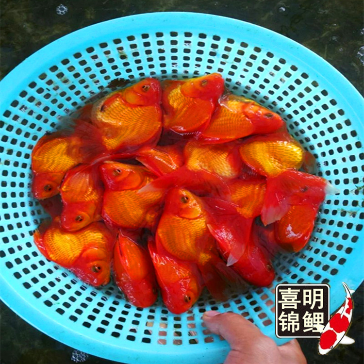 鎏金金鱼