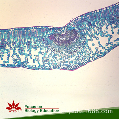 叶片横切 生物标本 生物切片