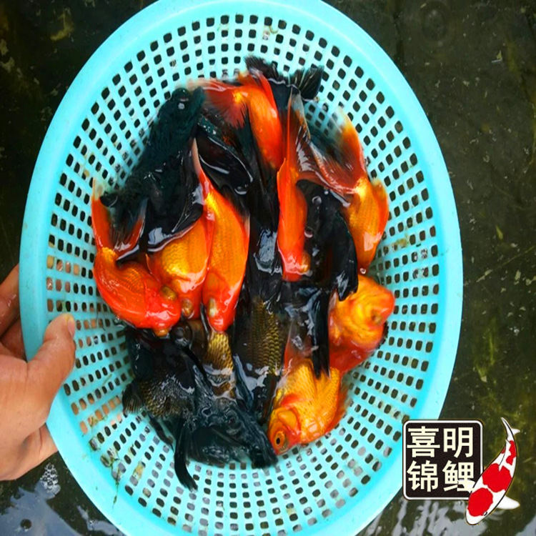 龙睛金鱼1