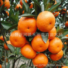 Sớm phát triển đường cây giống cam không hạt cây vàng cam chậu cây giống cây ăn quả É³ÌÇ½Û cây cam cây giống Cây ăn quả