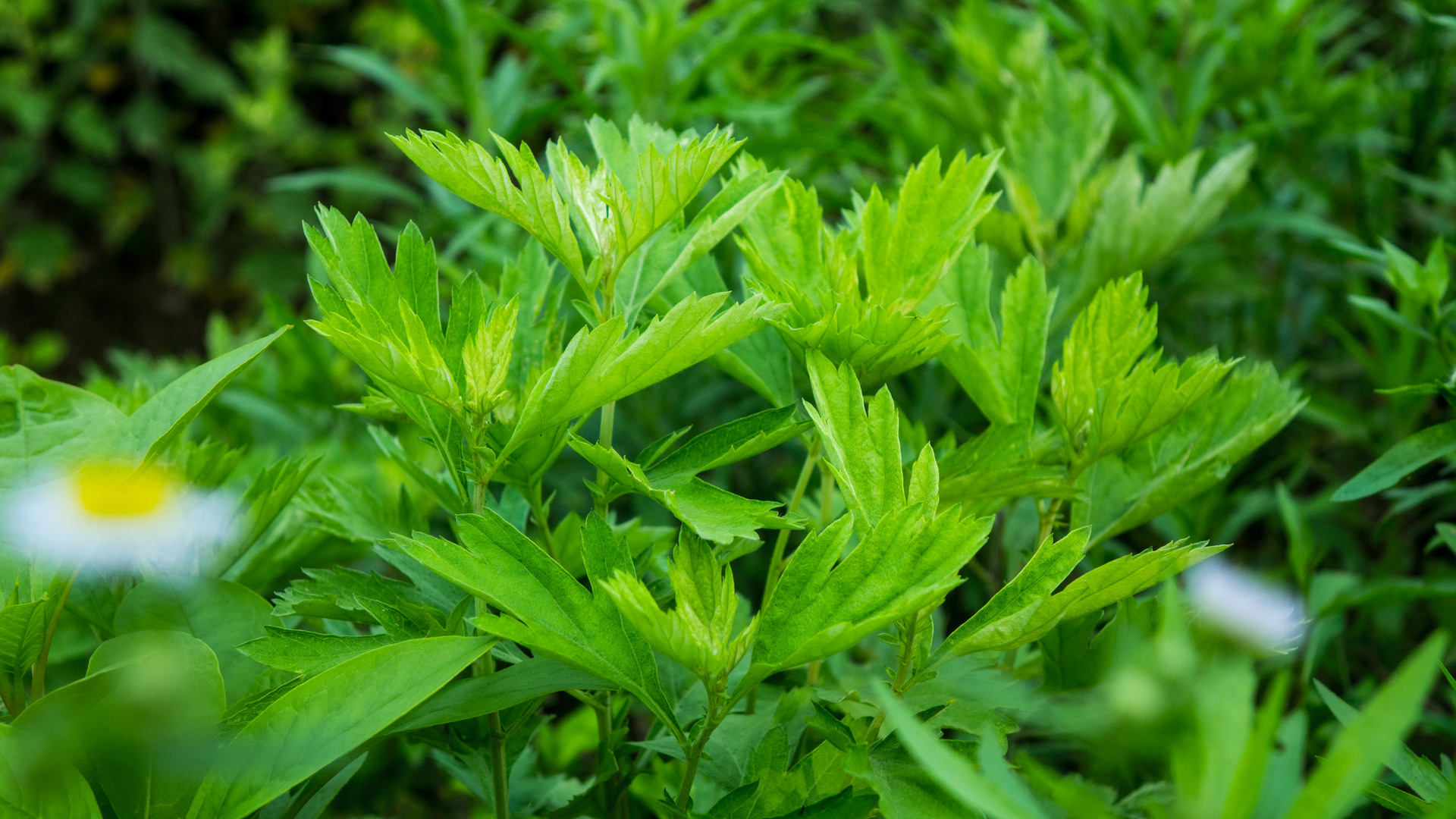 湖北蕲艾 天然艾皂 去痱止痒 滋润皮肤 调整油脂分泌