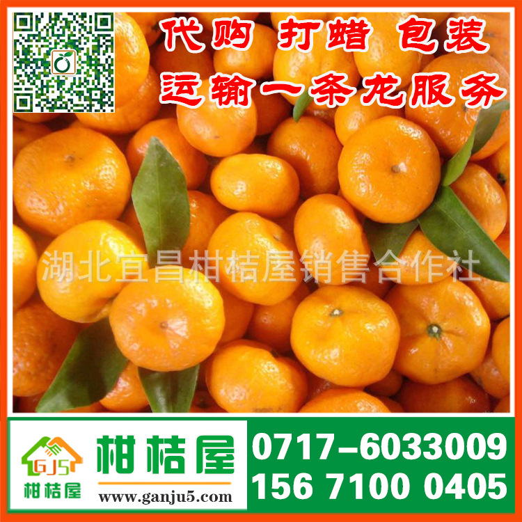 山东淄博早熟蜜橘产品展示