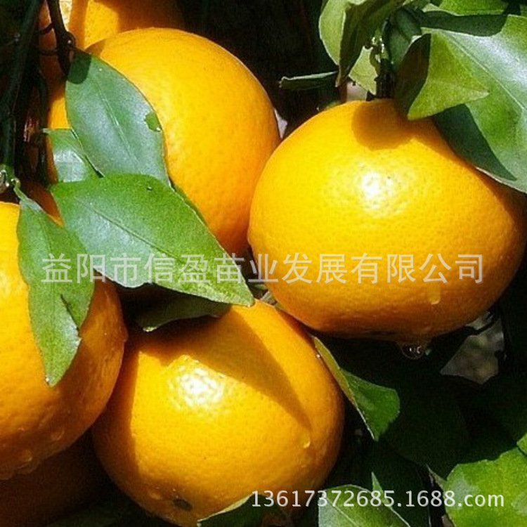 橙子苗批发 皇帝柑苗又名手剥橙 贡柑 橙与橘的